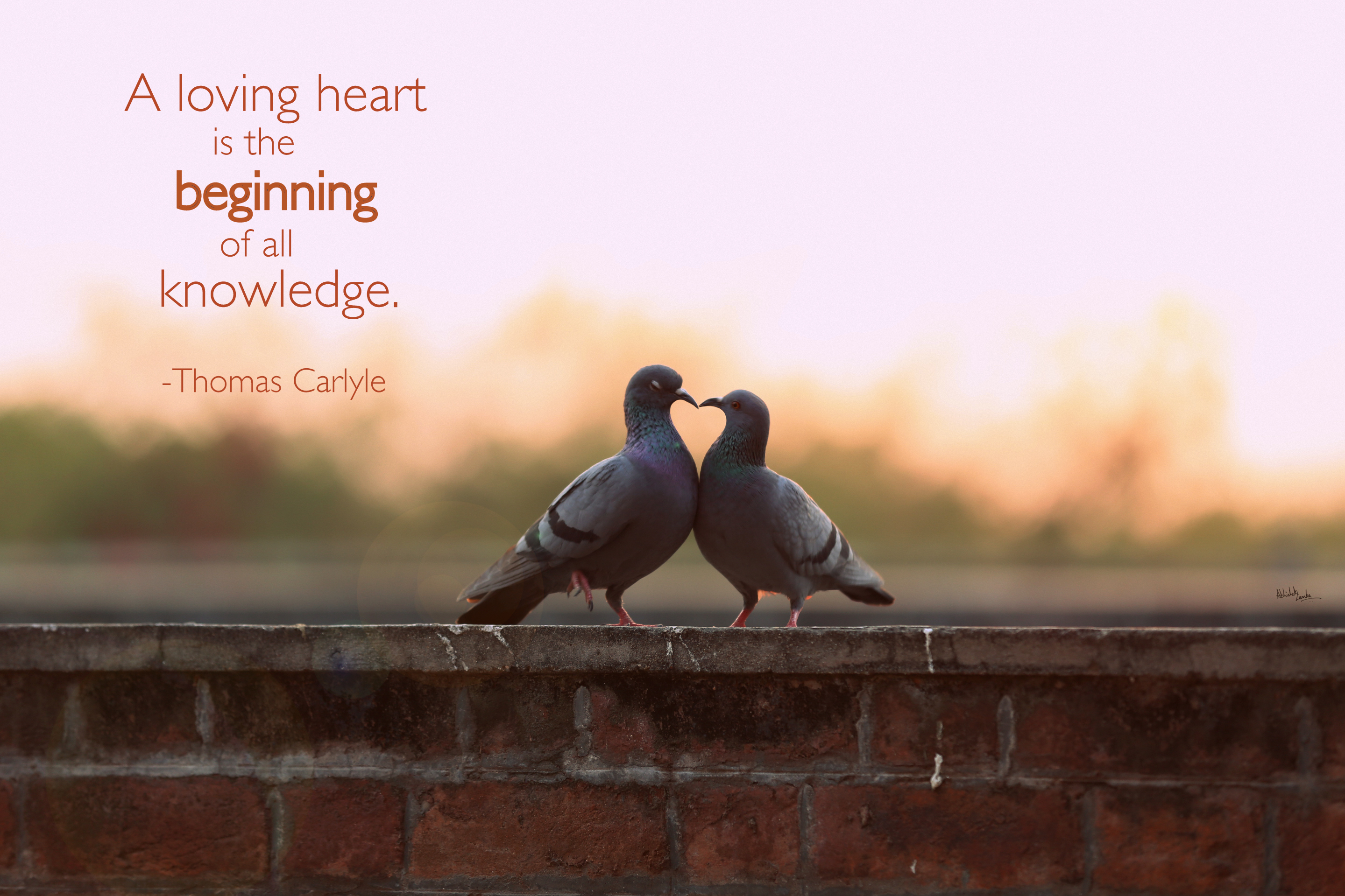 49 imagelgkl love birds images with quotes